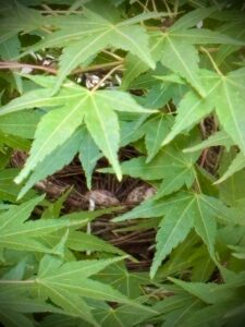 ヒヨドリの卵