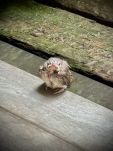 ヒヨドリ巣立ち1