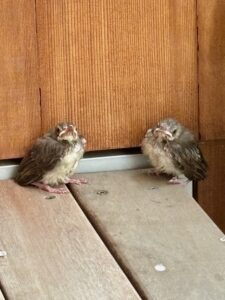 ヒヨドリ巣立ち2