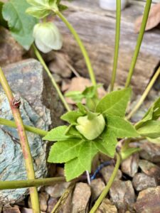 クリスマスローズ 1